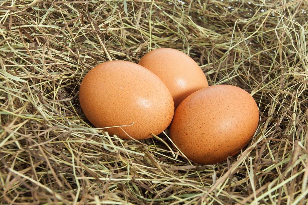 Barred Rock Hatching Eggs