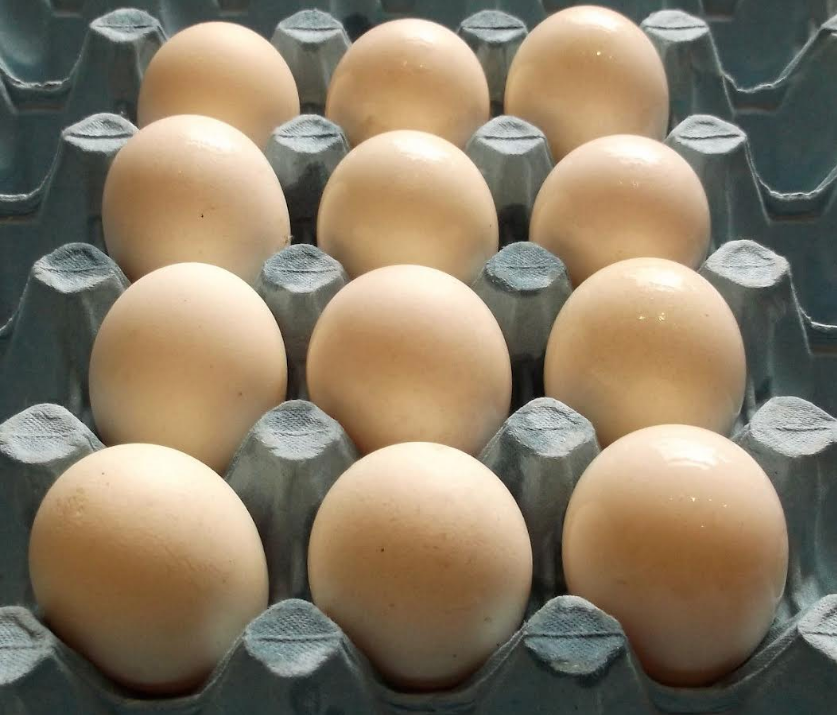 Buff Orpington Hatching Eggs