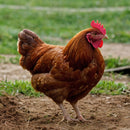 Rhode Island Red Chicks