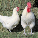 American Bresse Chicks