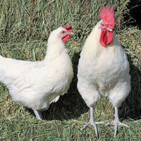 American Bresse Chicks
