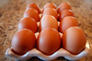 Rhode Island Red Chicks