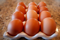 Rhode Island Red Chicks